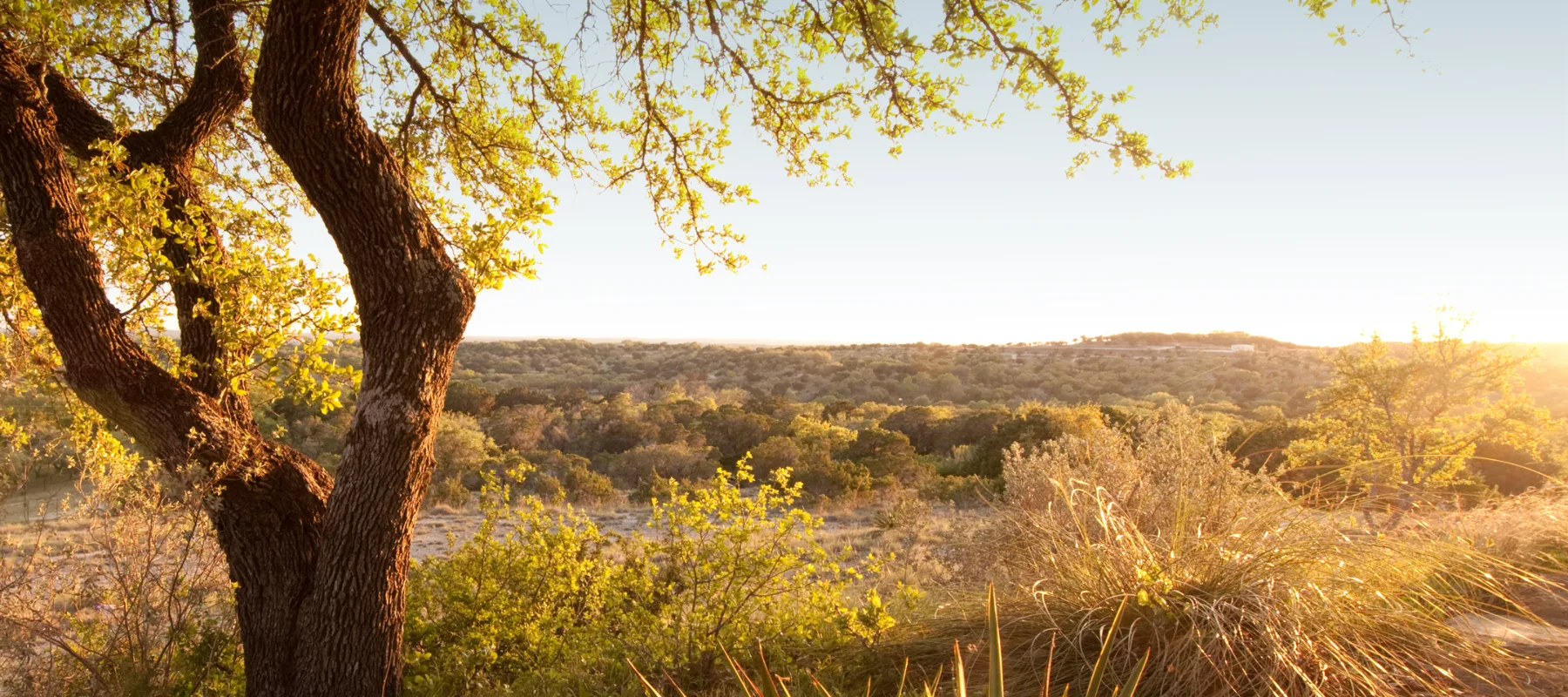 A sunlit landscape with a large tree in the foreground, green shrubs and grasses, and a distant view of rolling hills under a clear sky at sunrise or sunset.